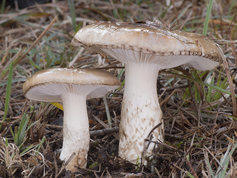 Hygrophorus latitabundus